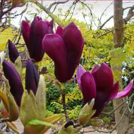 Саженец магнолии Nigra в контейнере